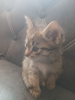 Пушистый табби котенок