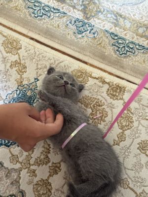 Кошки, вислоухие шотландцы