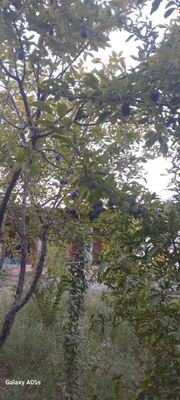 Ховли сотилади сеплонда
