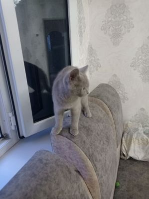 Zoti britansky zottli muwuk judayam yuvosh