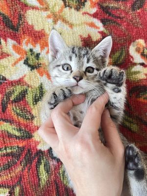 Милые Котятки даром в хорошие руки