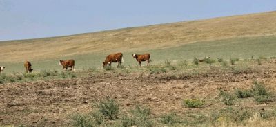 насили кора молар бор чет давлатаг олиб келиган