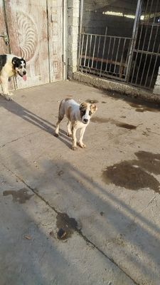 3 oylik Alabay sotiladi