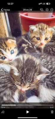 Продаются котята, мама вислоухая скотиш фолд