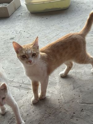 Ona bola mushuklar