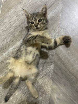 кошки