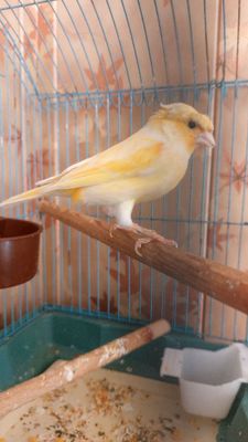 Kanareka nar limon 400 min