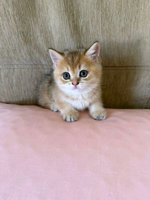 Продаются шотландские котята