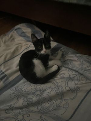 Отдам котенка в добрые руки