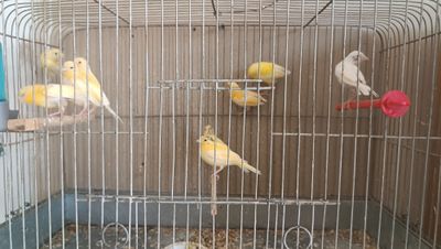 Канарейка жужалар