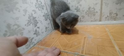 Продаются веслоухие кошки