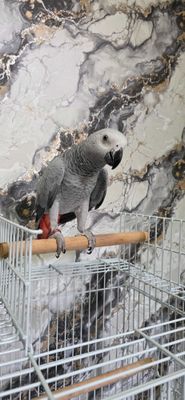 Жако конго 9 ойлик ручной гаплари бор