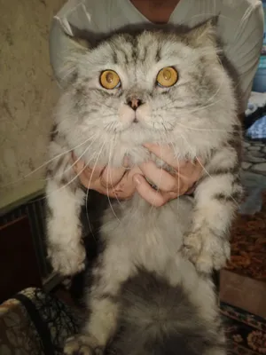Персидский кот, не дорого в добрые руки