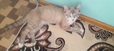 Вязка. Сиамский кот