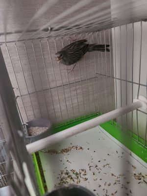 Kanareyka seriy 1 yosh. Sayraydi sayrashiga javob