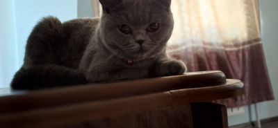 Шотландская кошка