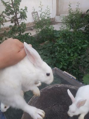 Quyon bolalari 3 oylik. 3 ta bor. Ranglari oq,oq-kulrang, koʻzlari oq