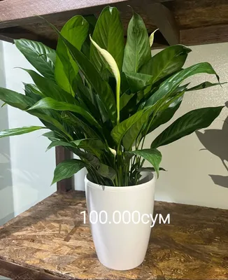 Сансевиерия и Драцена