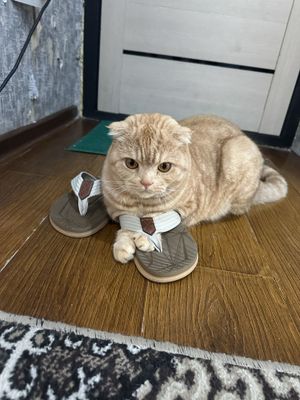Мушук сотилади скотч фолд 1 ёш