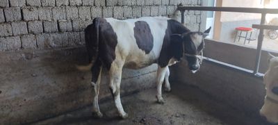 Mol sotiladi.yaxshi boqilgan.manzil uch qahramon