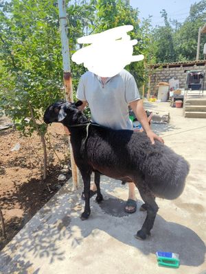 Кучкор сотилади катта кучкор
