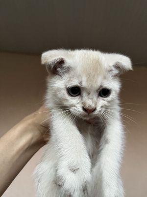 Scottish Fold Cat