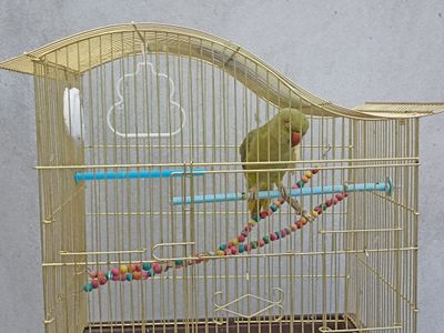 Бу куш хиндистондан келтирилган Indian Ringneck Parakeet куши