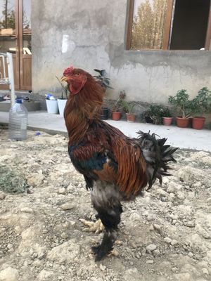 Brama xoʻroz va 3 ta tovuq