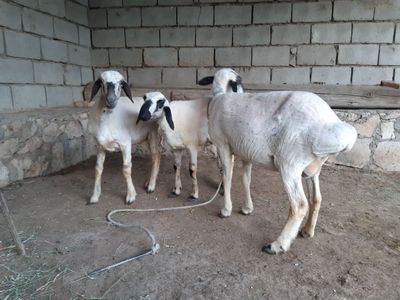 Qazoqi Egiz qo‘ylar