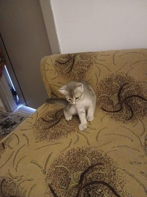Продаётся котенок