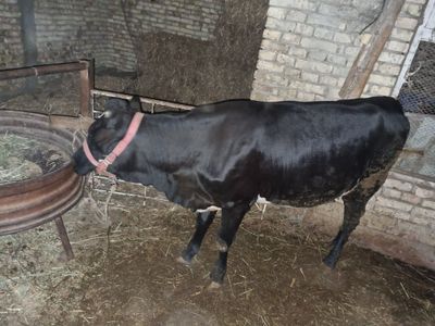 Gunojin sotiladi badani semiz