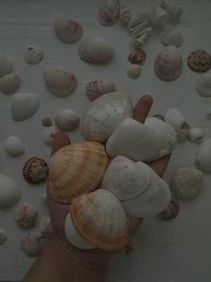 Dubaidan chigʻanoqlar 5 donadan sotladi