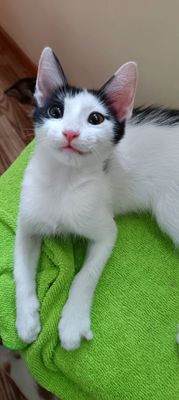 котенок (мальчик)