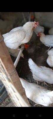 Loman sendi tovuqlari sotiladi