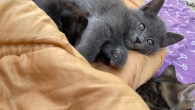 Акилли ва уйинкарок мушукчалар сотилади.