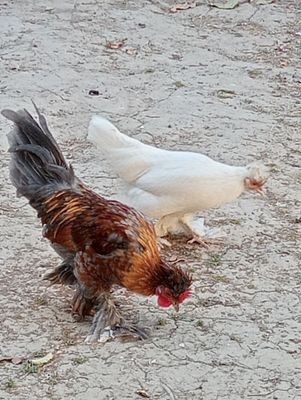 Красивые, Японские 3 петуха и 1 курица.