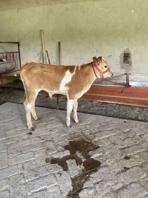 3 ойлиг сментал буқача сотилади