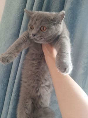 Британский котёнок