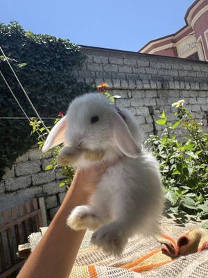 Продам крольчат