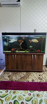 500 litrli akvarium, 10 ta baliq