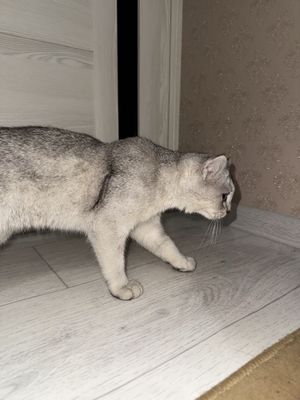 Кошка малчик 100