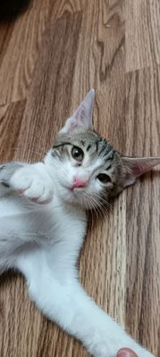 котенок (мальчик)