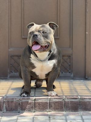 Американский булли. American bully. ВЯЗКА