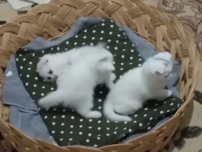 Parodali mushukcha sotiladi