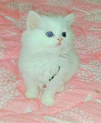 kitten scottish straight longhair odd-eyed