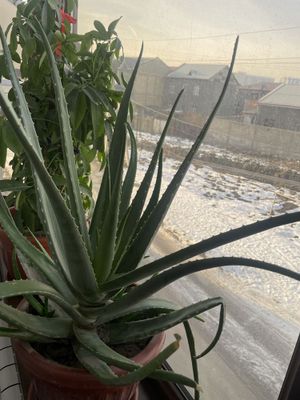 Aloe gullar dorivor osimlik