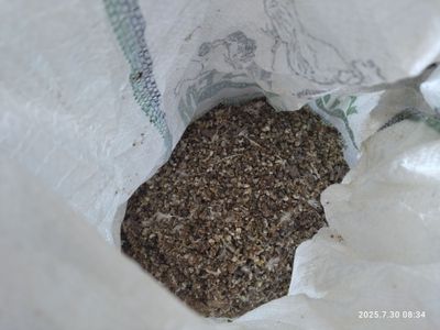 Bedana gòngi bepulga beriladi