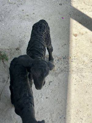barra sutlik oʻtga astasta chiqopti
