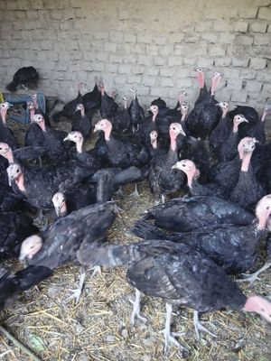 Kurka juja sotiladi xuroz makyoni ajralgan vaksinasi qilingan