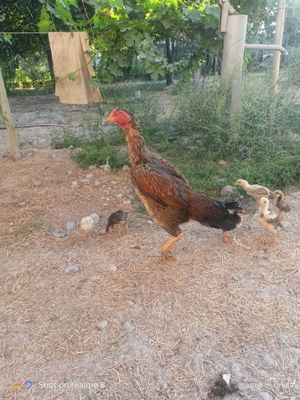 Dakan Ona tovuq jujalari b.n sotiladi